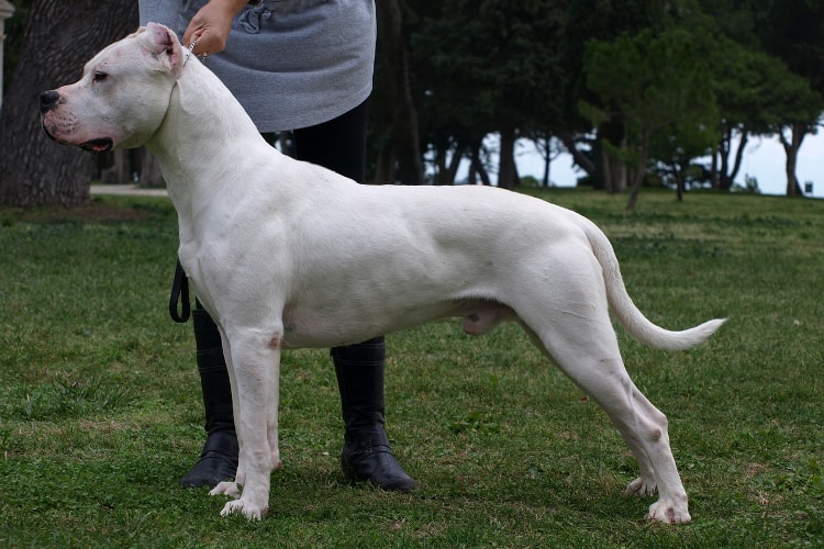 Quanto um Dogo Argentino Come Por Dia? Quantas Vezes?