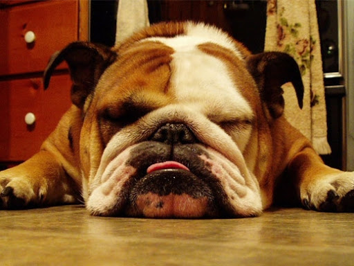 Quantas Horas Dorme um Bulldog Inglês? De 12 a 20h Por Dia