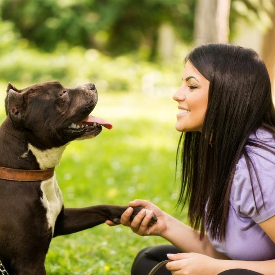 Como Ensinar o Cachorro a Dançar?