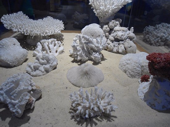 Como é o Esqueleto de um Coral?