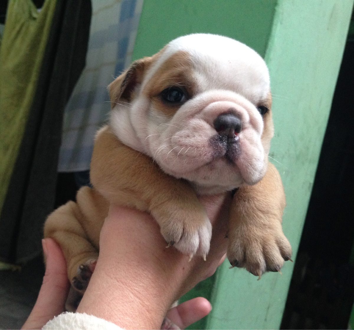 Reprodução do Buldogue: Filhotes e Período de Gestação