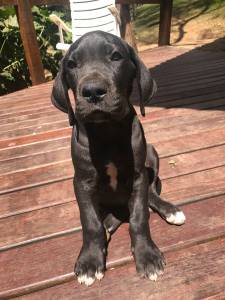 Filhote de Dogue Alemão para Adoção: Onde Encontrar?