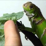Filhote de Iguana Comendo