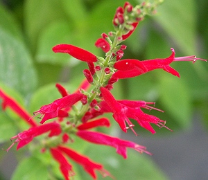 Como Cuidar da Flor Sálvia Ananás, Fazer Mudas e Podar