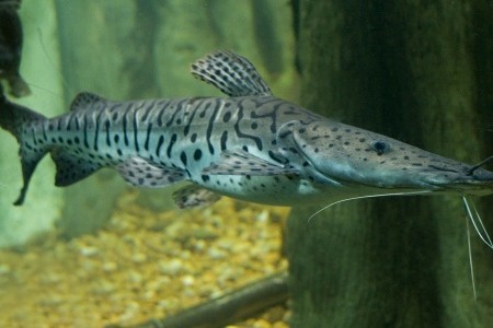 Alimentação do Peixe Pintado: O Que Eles Comem?