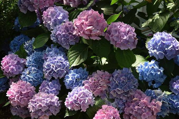 Como Cuidar da Flor Hortênsia, Fazer Mudas e Podar?