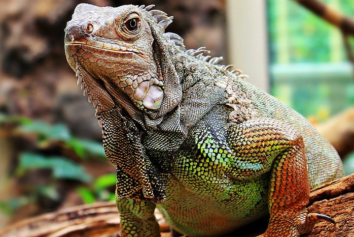 Ficha Técnica da Iguana: Peso, Altura, Tamanho e Imagens