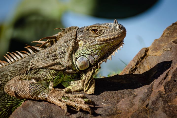 Iguana Transmite Doenças? Como Se Prevenir?