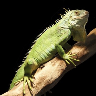 Predadores da Iguana: Quais São e Como Ela se Defende (2026)