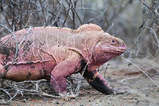 Iguana-Rosada: Características, Nome Cientifico e Fotos