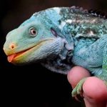 Iguana-de-Crista-de-Fiji