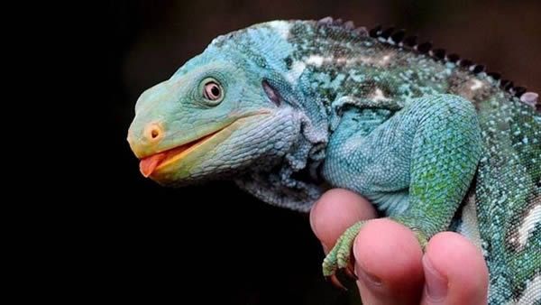 Iguana-de-Crista de Fiji: Características, Nome Cientifico e Fotos