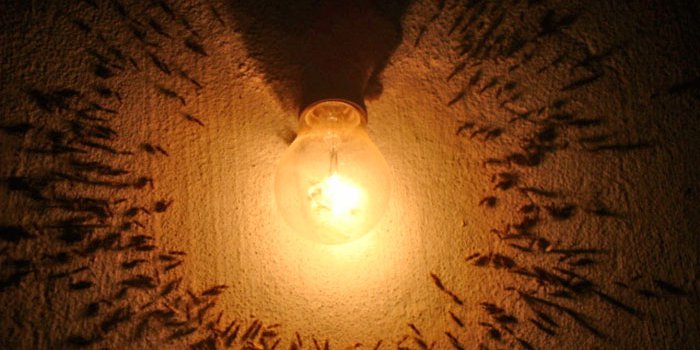 Por Que a Luz Amarela Repele os Insetos?