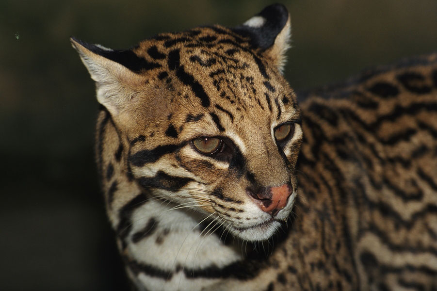 Qual a Diferença Entre Jaguatirica e Gato do Mato?