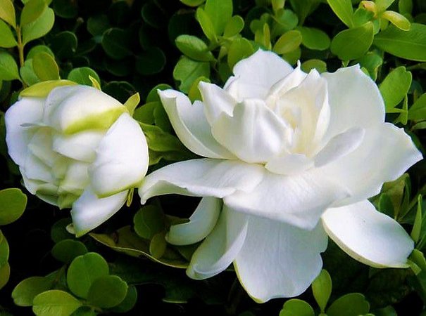 Jasmim do Cabo: Como Cuidar, Fazer Mudas e Características