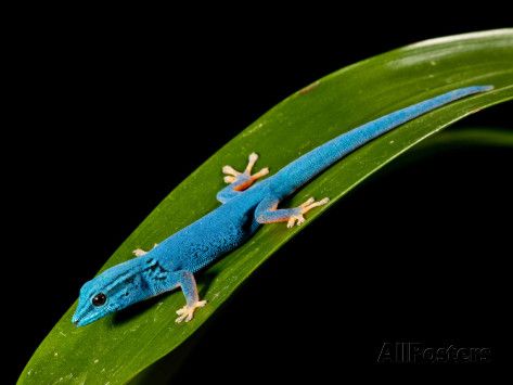 Lagartixa Azul Elétrica: Características, Nome Científico e Fotos