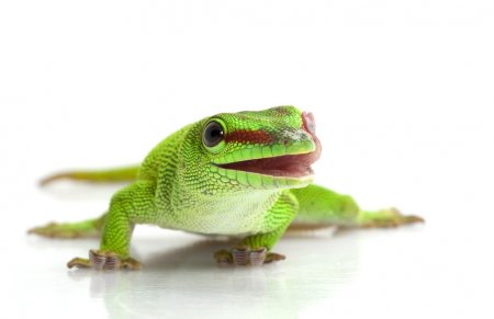 Lagartixa Verde: Características, Nome Científico, Habitat e Fotos