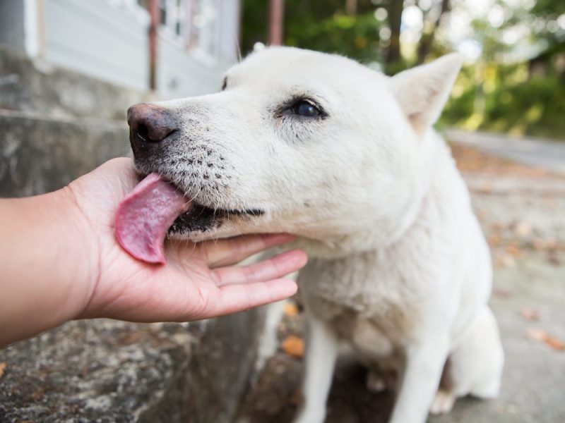 Saliva de Cachorro é Bom para Feridas?