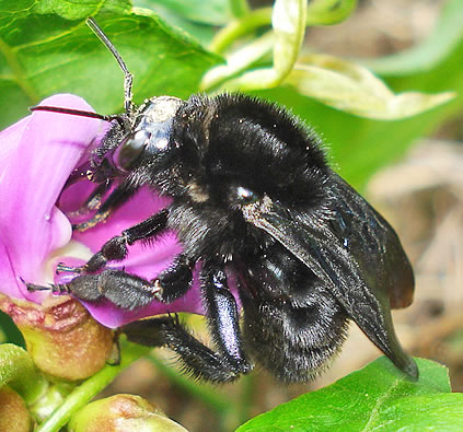 Marimbondo Mamangava: Características, Nome Cientifico e Fotos