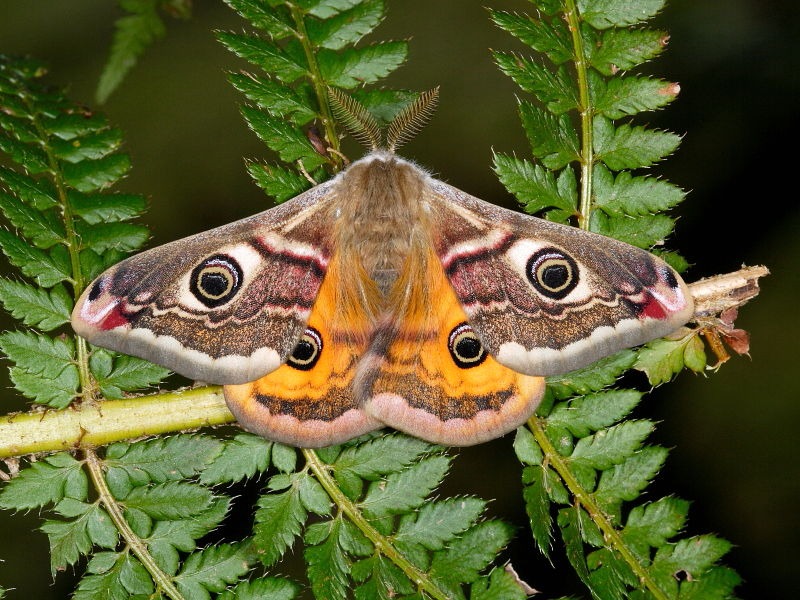 Tudo Sobre A Mariposa: Características, Nome Científico E Fotos