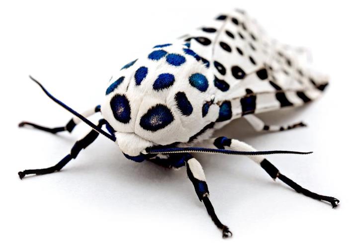 Mariposa Leopardo: Características, Nome Científico e Fotos