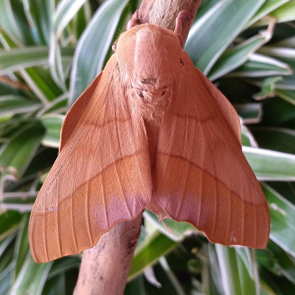 Quais São os Predadores da Mariposa e Seus Inimigos Naturais?