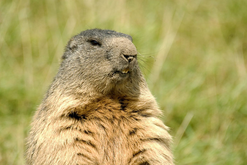 Video de Marmota Gritando e Por Que Elas Gritam?
