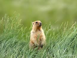 Marmota Bobak: Características, Nome Científico e Fotos