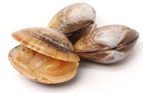 O Que São Univalves? Quais as Diferenças Para Bivalves?