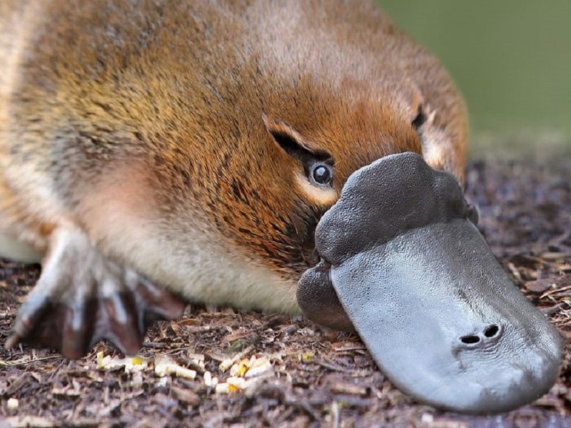Por Que o Ornitorrinco Está em Extinção?