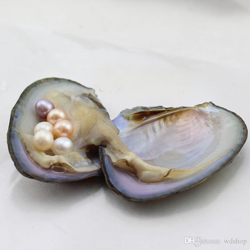 Ostra Suminoe: Características, Nome Científico E Fotos