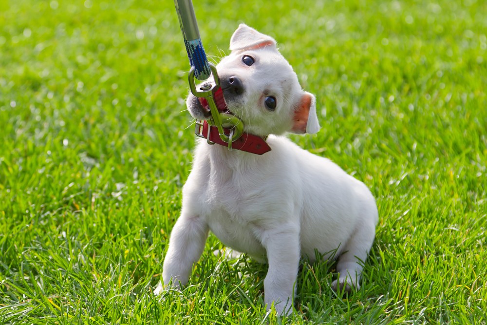 Como Ensinar o Filhote de Cachorro a Passear?