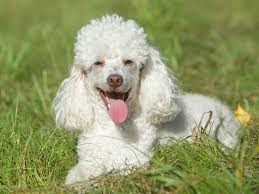 Tipos de Poodle Com Pelo Liso: Quais São?