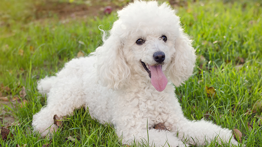 Poodle: Preço, Valor para Comprar e Fotos