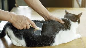 Como Acabar com a Pulga dos Gatos? O Que Elas Causam?