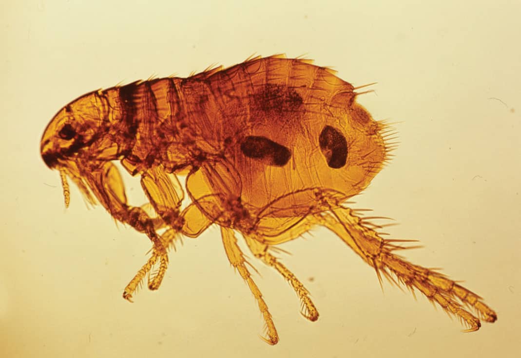 Infestação de Pulgas: O Que Fazer? Como Acabar Com Ela?