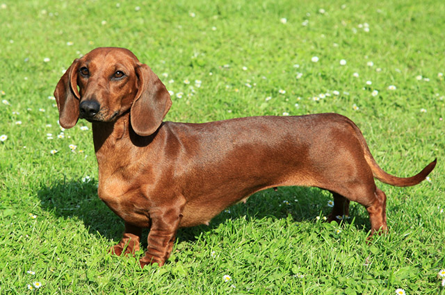 Tudo Sobre a Raça Dachshund: Características e Fotos