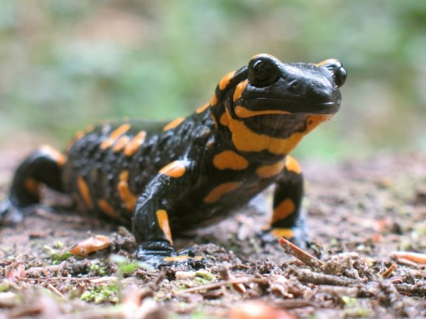 Habitat da Salamandra: Onde Elas Vivem?