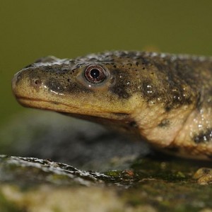 Salamandra de Costelas Salientes: Características e Fotos