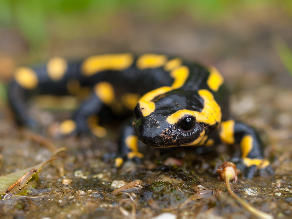 Salamandra: Curiosidades e Fatos Interessantes Sobre o Animal