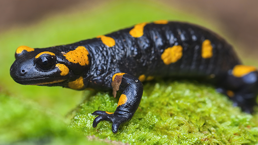 Qual a Diferença Entre um Lagarto e Uma Salamandra?