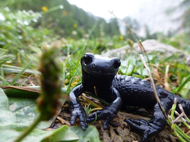 Salamandras-Negras: Curiosidades, Habitat e Fotos
