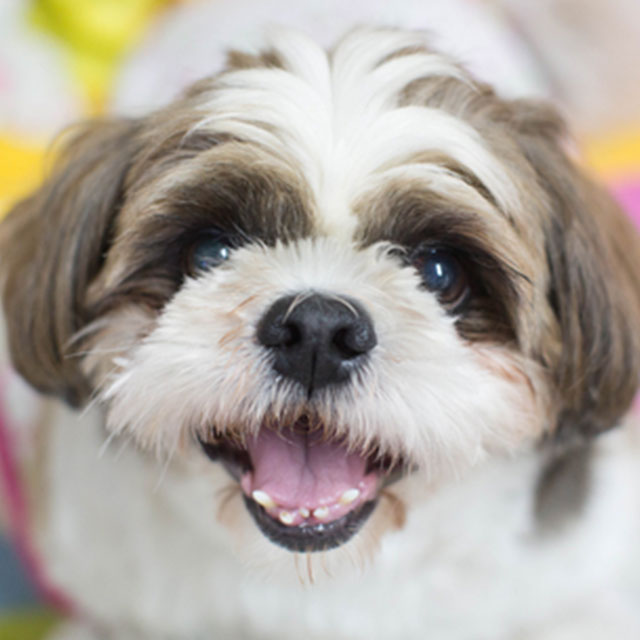Qual a Ração Mais Indicada Para Shih-Tzu?