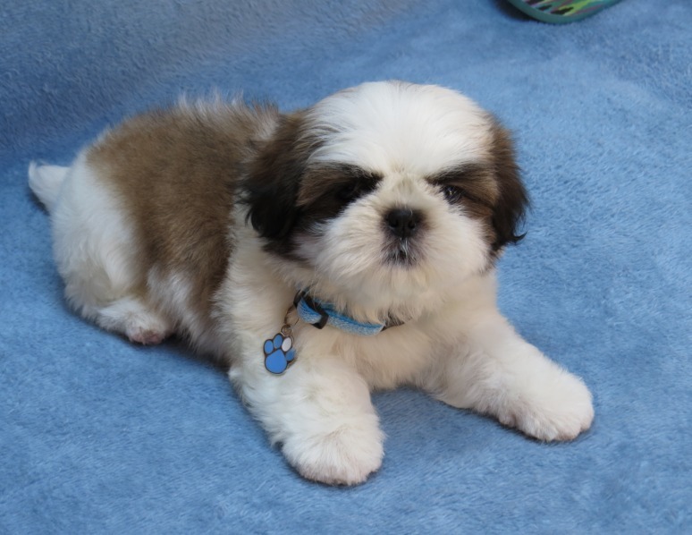 Cores do Shih-Tzu: Dourado, Vermelho, Branco, Prata com Fotos