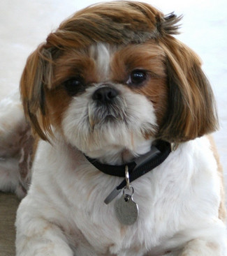Tudo Sobre a Raca Shih-Tzu: Características e Fotos