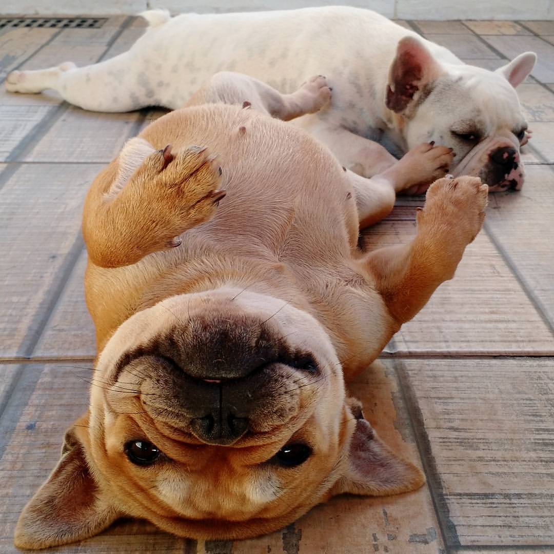 Quando o Buldogue Francês Entra no Cio?