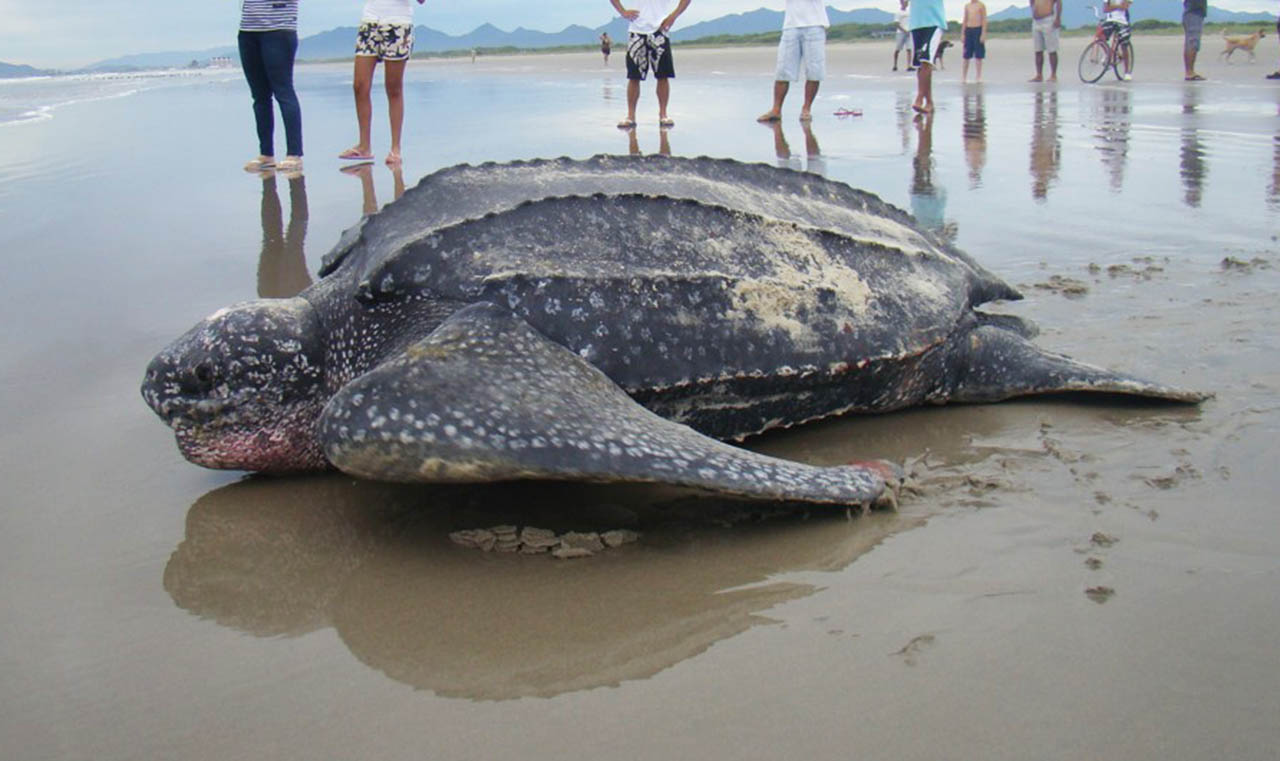 Tartaruga De Couro Ou Gigante: Características E Fotos