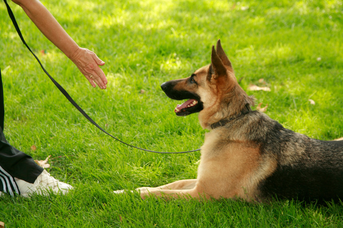 Como Treinar um Cachorro Pastor Alemão?