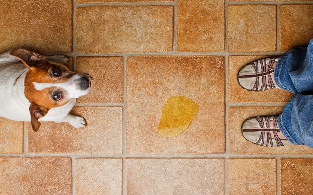 Como Ensinar o Cachorro a Ficar?