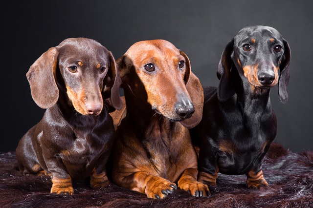 Qual a Ração Mais Indicada Para Dachshund?